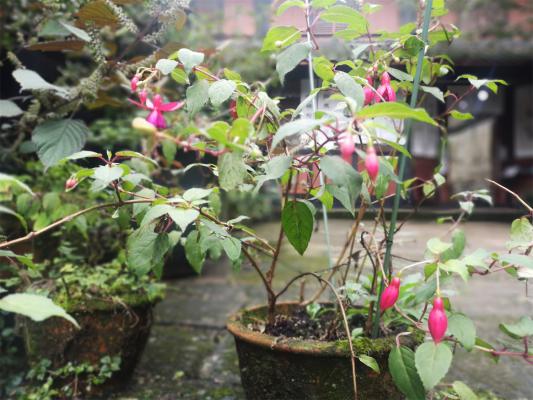 倒挂金钟能放卧室吗