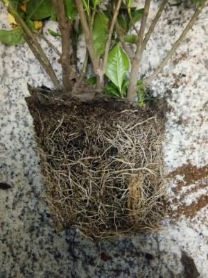 栀子花的风水作用