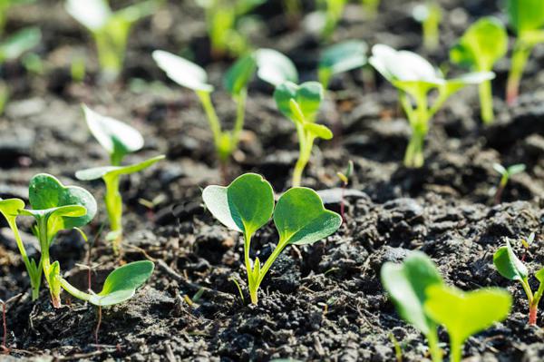 萝卜叶的功效与作用