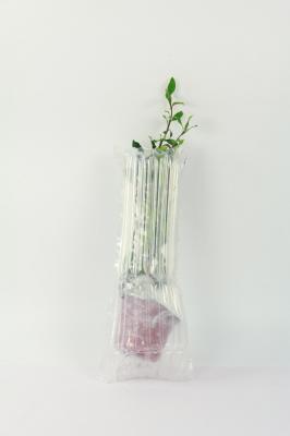 风车茉莉有毒吗