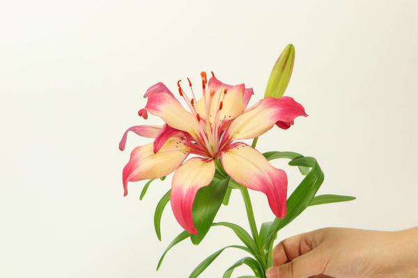 百合花能放卧室吗