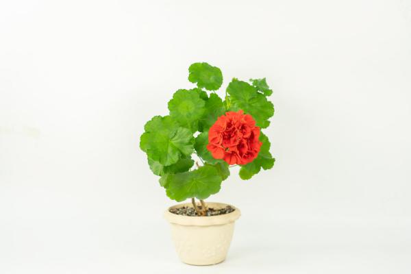 天竺葵的功效与作用