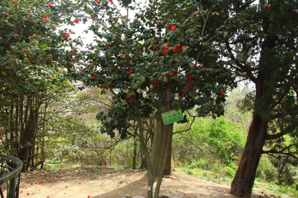 海棠花可以放室内吗