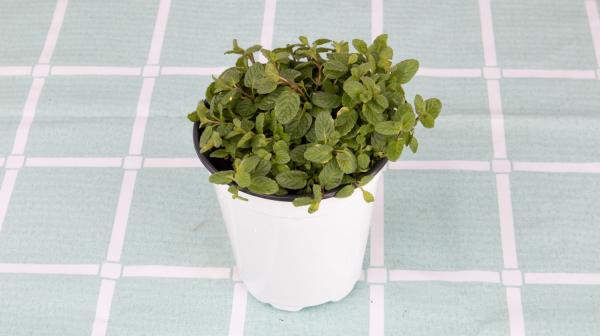 揪一把薄荷，放油锅炒鸡蛋，满鼻喷香！