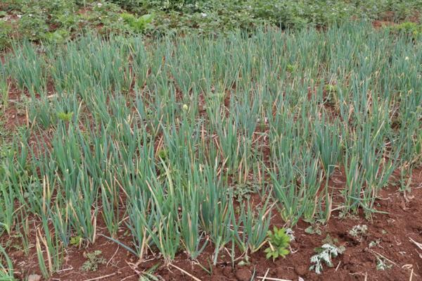 火葱的功效与作用