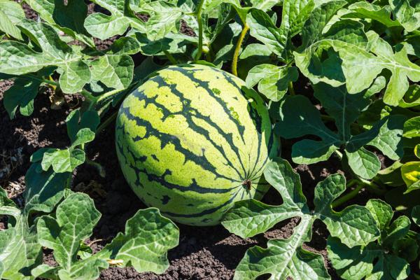 菠萝和西瓜能一起吃吗