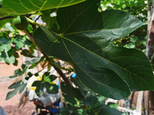 无花果的功效与作用