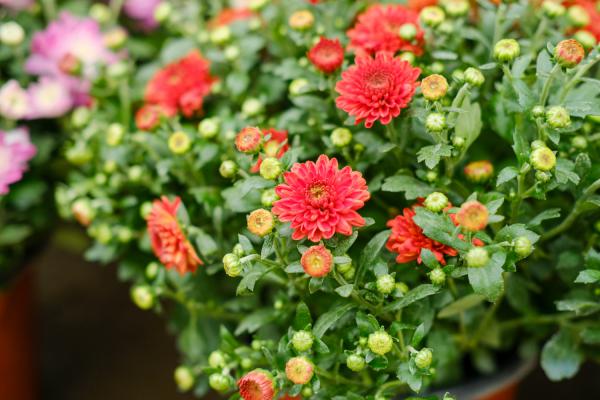 菊花什么时候开花