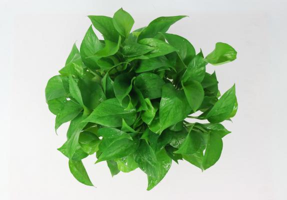 绿萝的风水作用
