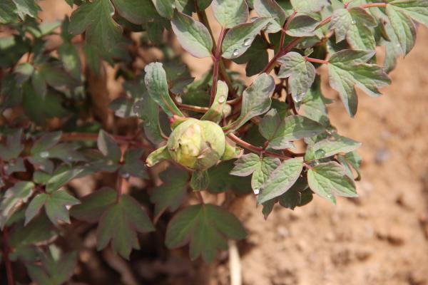 无锡小娄巷154岁牡丹，一口气开72朵， 老外曾专门...