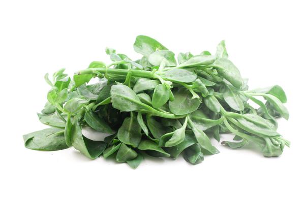 牡丹吊兰什么时候开花