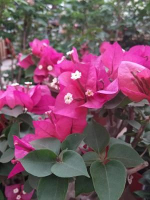 三角梅能放在卧室吗