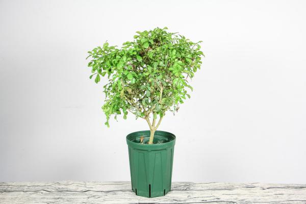 米兰花的风水作用