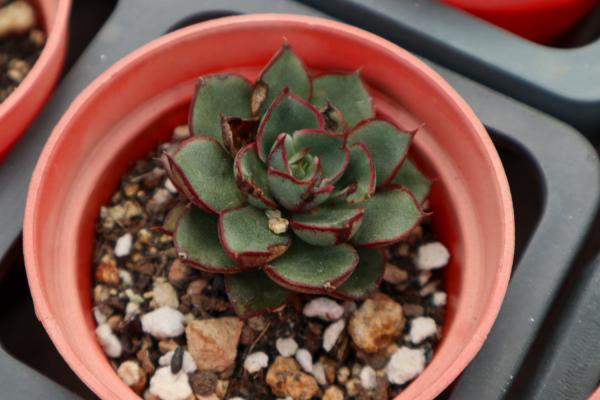 耐寒又好看的多肉