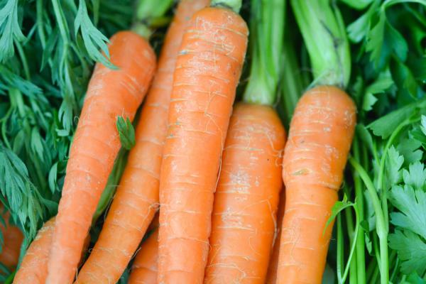 胡萝卜的常见品种