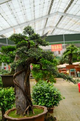 观赏植物的果实能吃吗