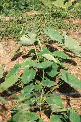 芋头的功效和作用