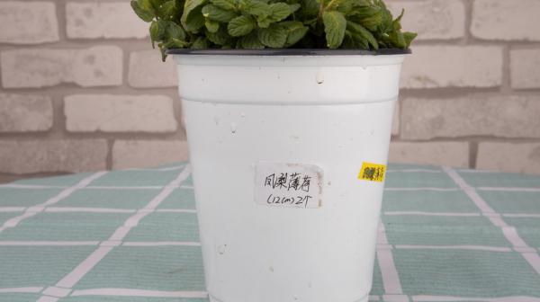 几块钱的花摆在厨房里，随手揪点扔菜里，超好吃！