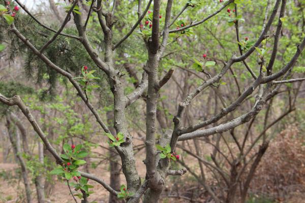 海棠果能吃吗？怎么吃？