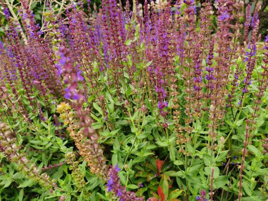 鼠尾草的食用和药用作用