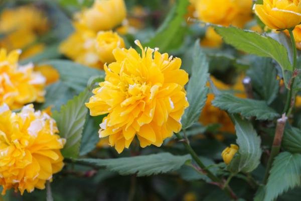 棣棠花的花语和传说