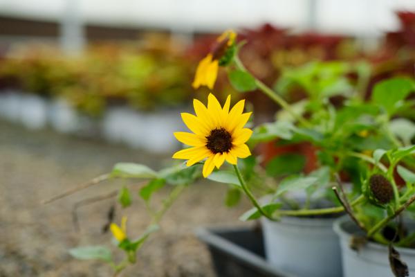 适合送给男士的鲜花