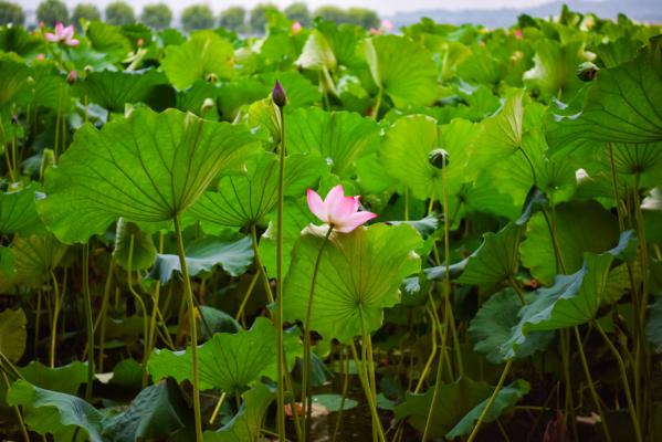 莲花的象征意义