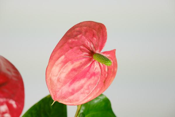 红掌的风水作用