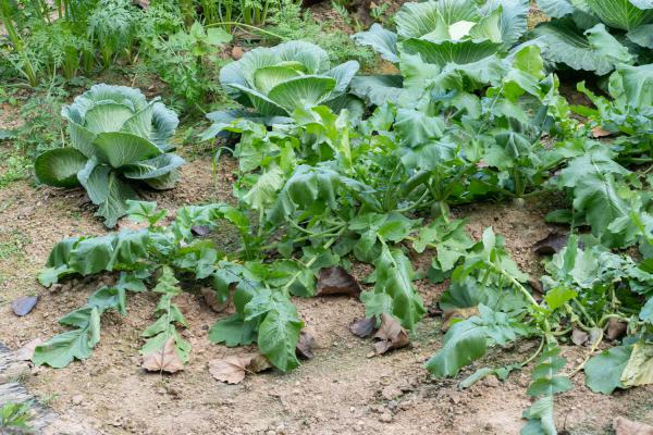 这样腌的萝卜比肉还好吃,没上桌就被抢光了