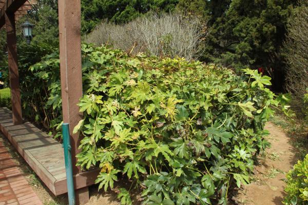 八角金盘的风水作用