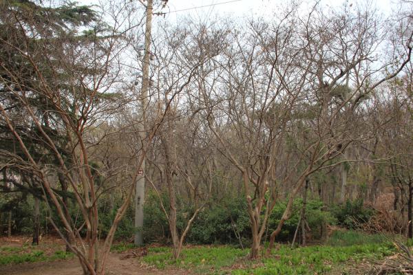 紫薇花的观赏作用