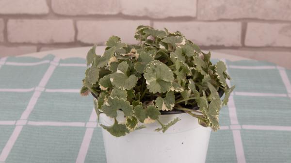 薄荷的花语和文化传说