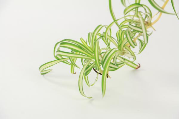 无奈而又给人希望的花——吊兰