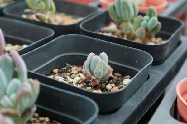 知道吗？你养的那些多肉，有些是能吃的！