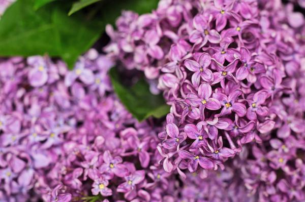 紫色丁香花的花语