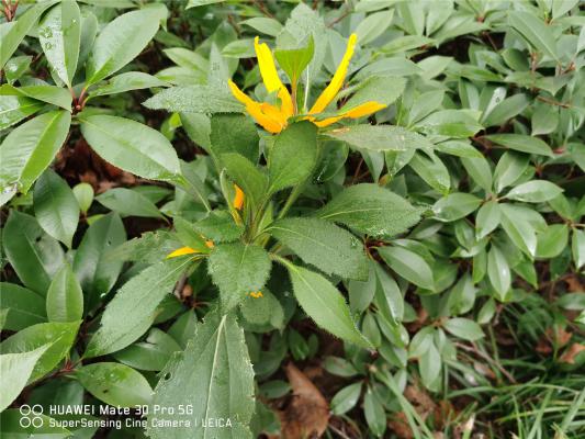 关于菊花的民间故事