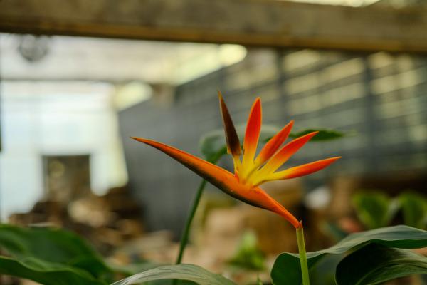 鹤望兰的品种大全