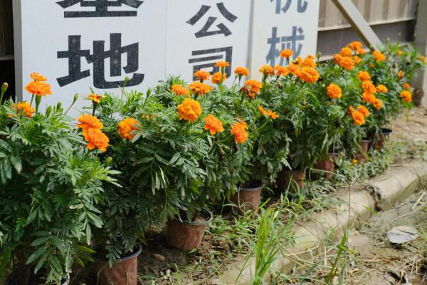 万寿菊有毒吗,能家养吗