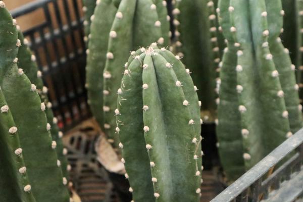 量天尺有毒吗,能不能家养