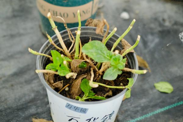 八仙花（绣球花）的传说