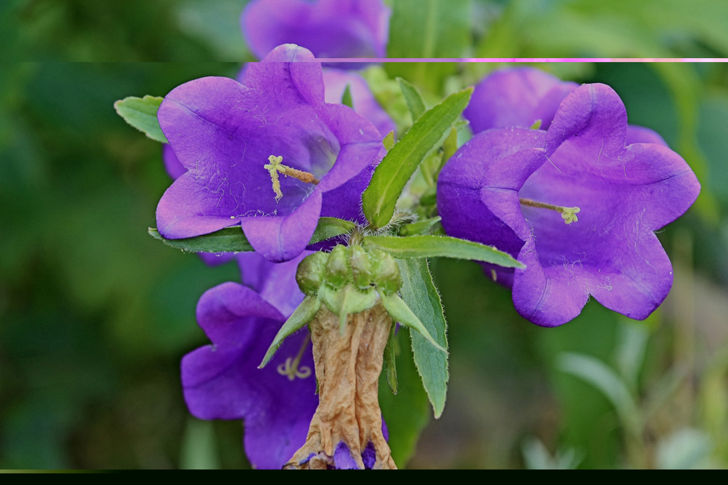 风铃草有什么作用