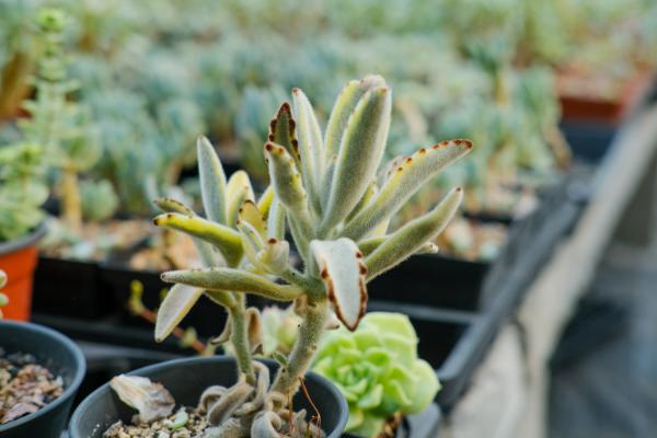 月兔耳有毒吗,能家养吗