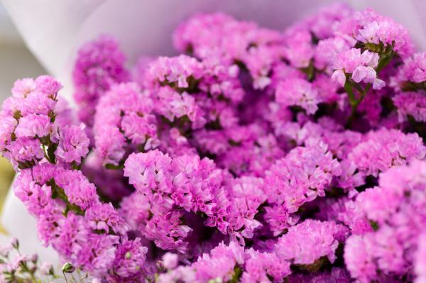 勿忘我有什么作用