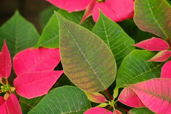 家中有孕妇能养一品红吗