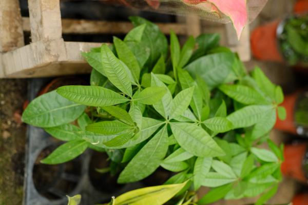 发财树能水培养吗，有黄叶了怎么办