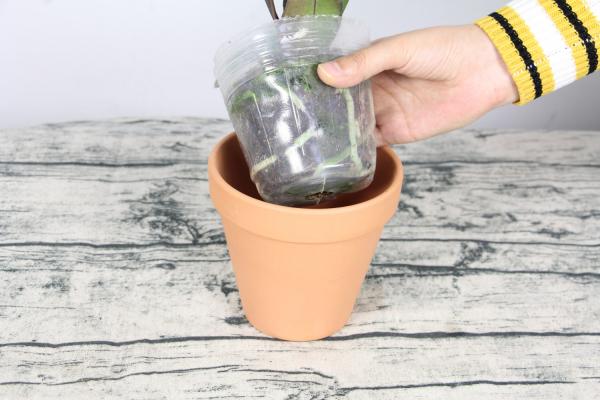 蝴蝶兰能水培吗