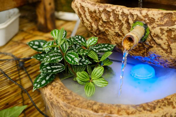 冷水花可以水培吗