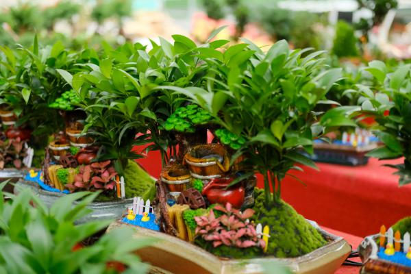 竹柏可以水培吗