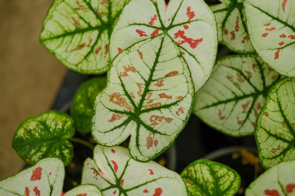 花叶芋可不可以水培