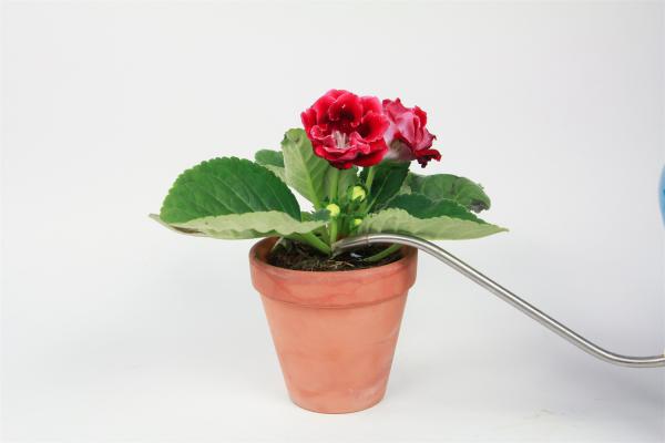 大岩桐的水插方法